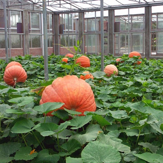 Hạt giống bí ngô khổng lồ 5 hạt