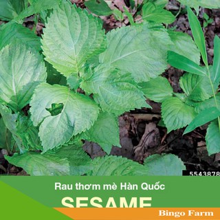 Hạt giống rau thơm rau mè Hàn Quốc SESAME