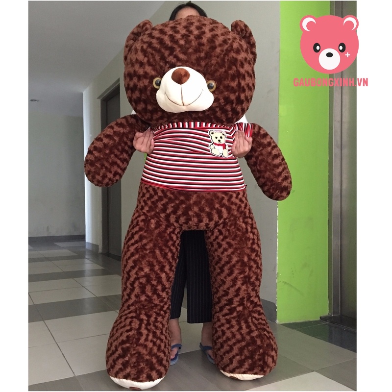 Gấu Bông Teddy Socola Siêu to khủng lồ 1m6 - 2m, Thú Nhồi Bông Kích Thước Khủng làm quà tặng trang trí nhà cửa  đồ chơi