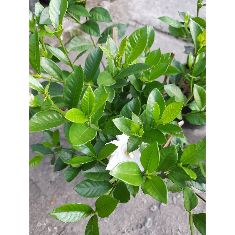 Chậu hoa lài tiểu thư