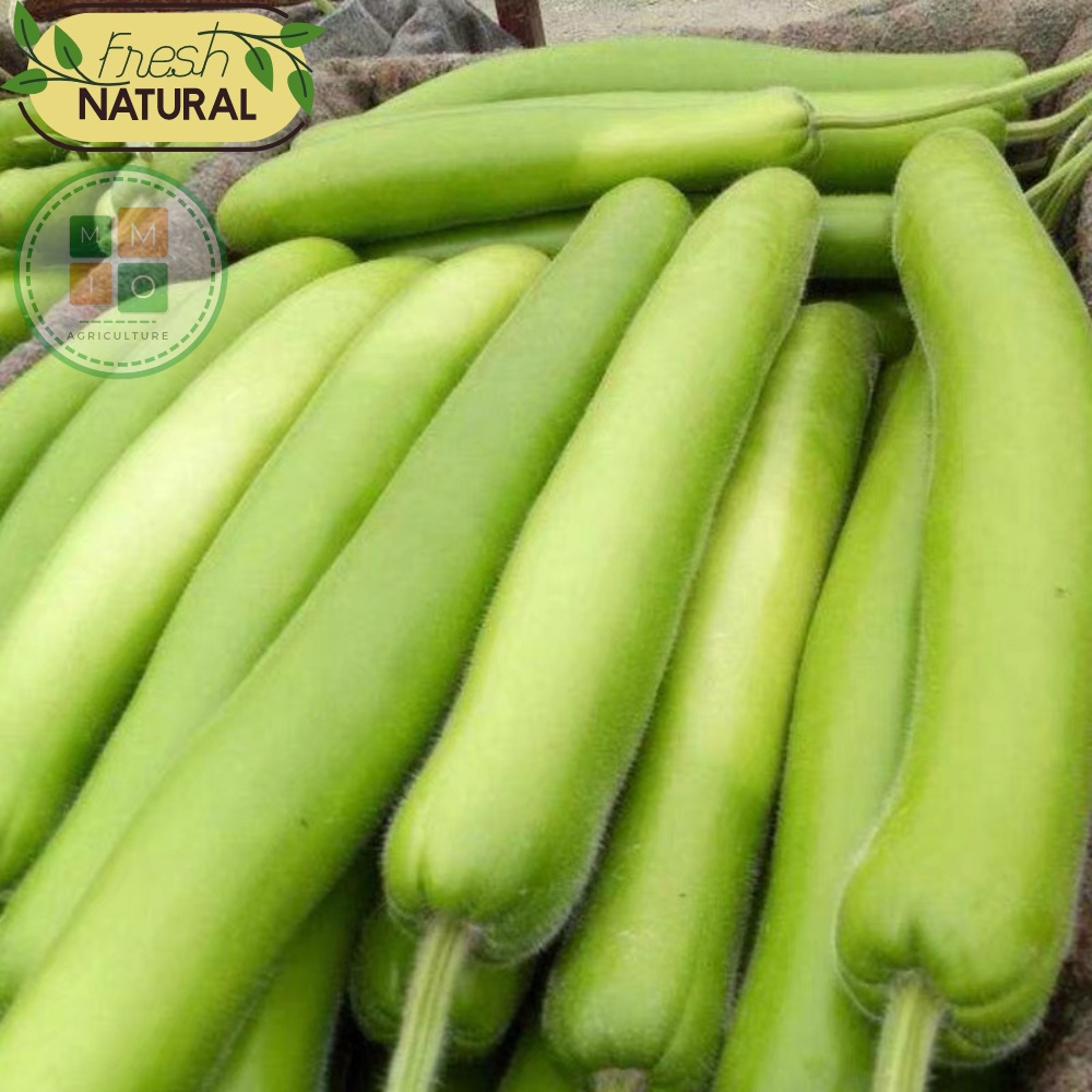 Hạt giống bầu xanh dài siêu trái Đài Loan