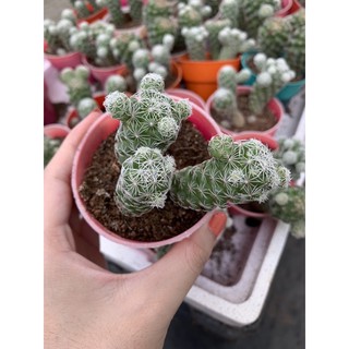 Xương Rồng Trứng Chim