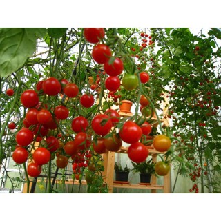 30 hạt giống cà chua leo giàn ( cà chua bạch tuộc)