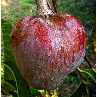 GIỐNG CÂY NA RỪNG