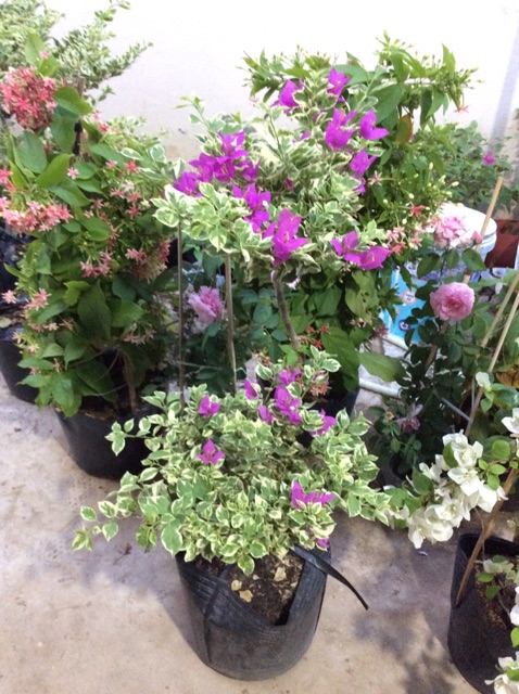 Cây hoa giấy Mỹ