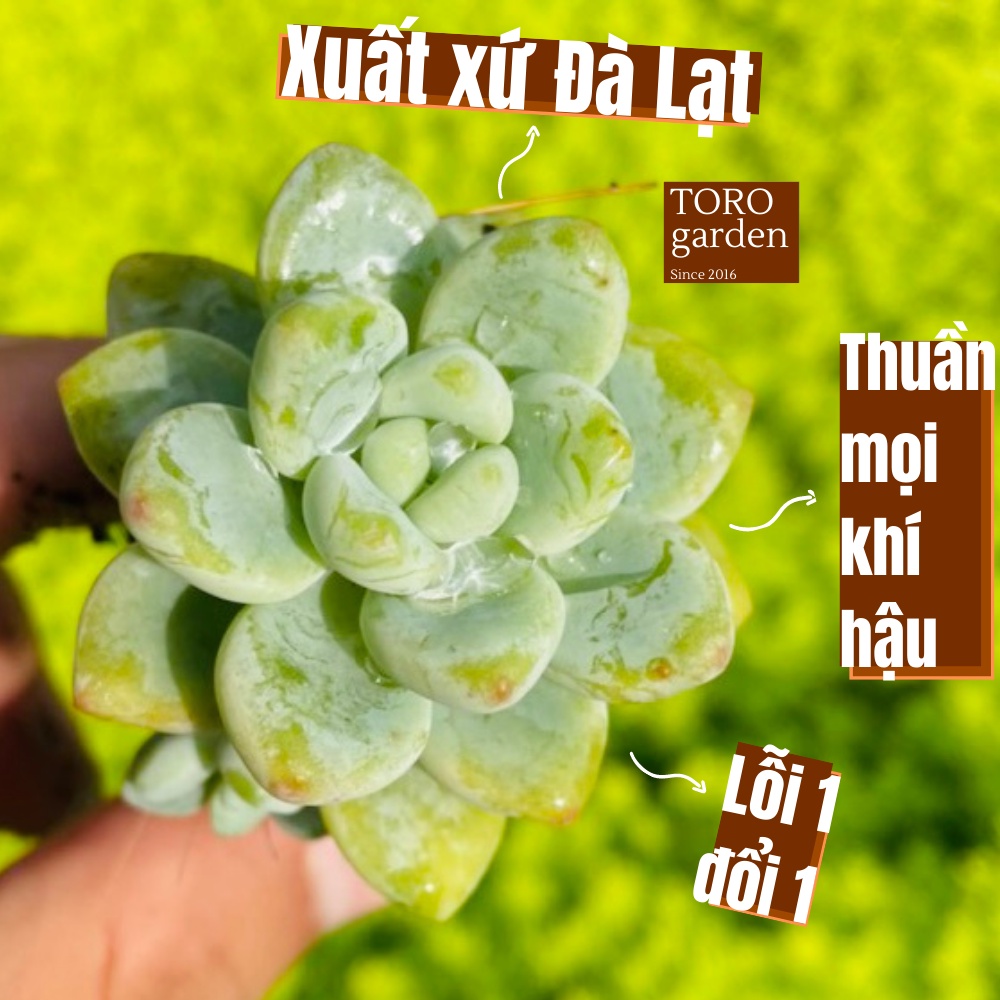 Sen đá sỏi thiên thanh Đà Lạt size mini cây cảnh trang trí nhà cửa Toro garden