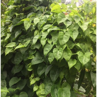 Lá Giang khô (200g/ bịch)
