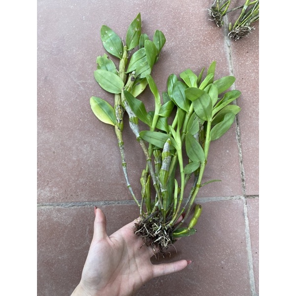 LAN ĐÙI GÀ TRÒN THUẦN CHẬU ĐANG MÙA RA HOA ĐẦY NỤ