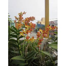 Chậu cây lan Dendro màu vàng pha cam - Trang Orchids