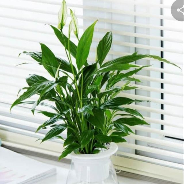 5 Cây lan ý(cỡ 25_ 40cm có hoa)