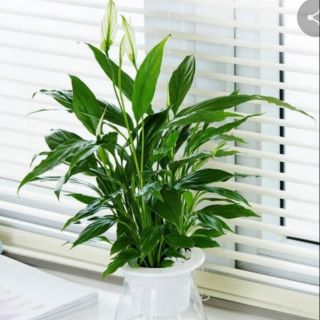 5 Cây lan ý(cỡ 25_ 40cm có hoa)