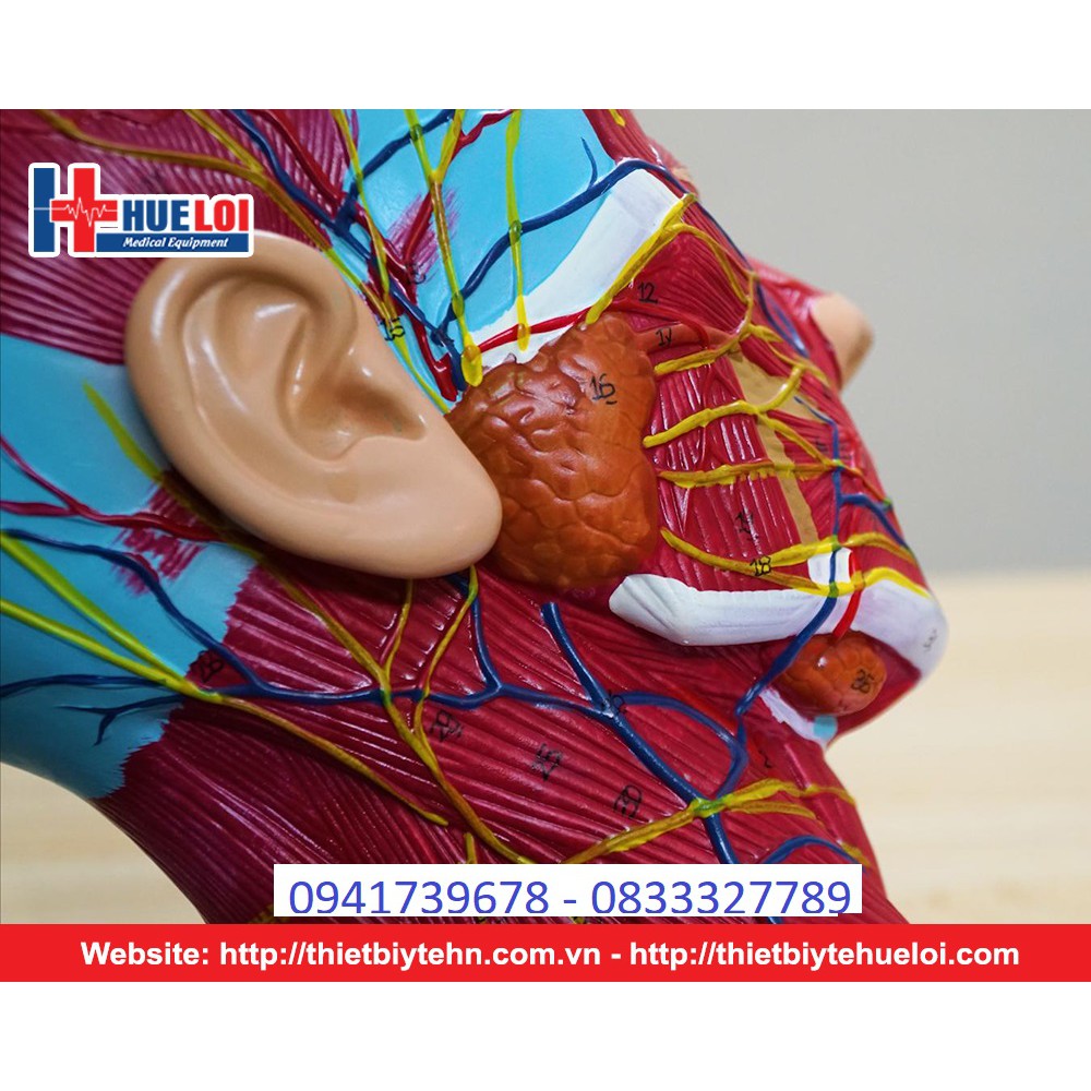 Mô hình giải phẫu cơ và thần kinh mạch máu vùng đầu