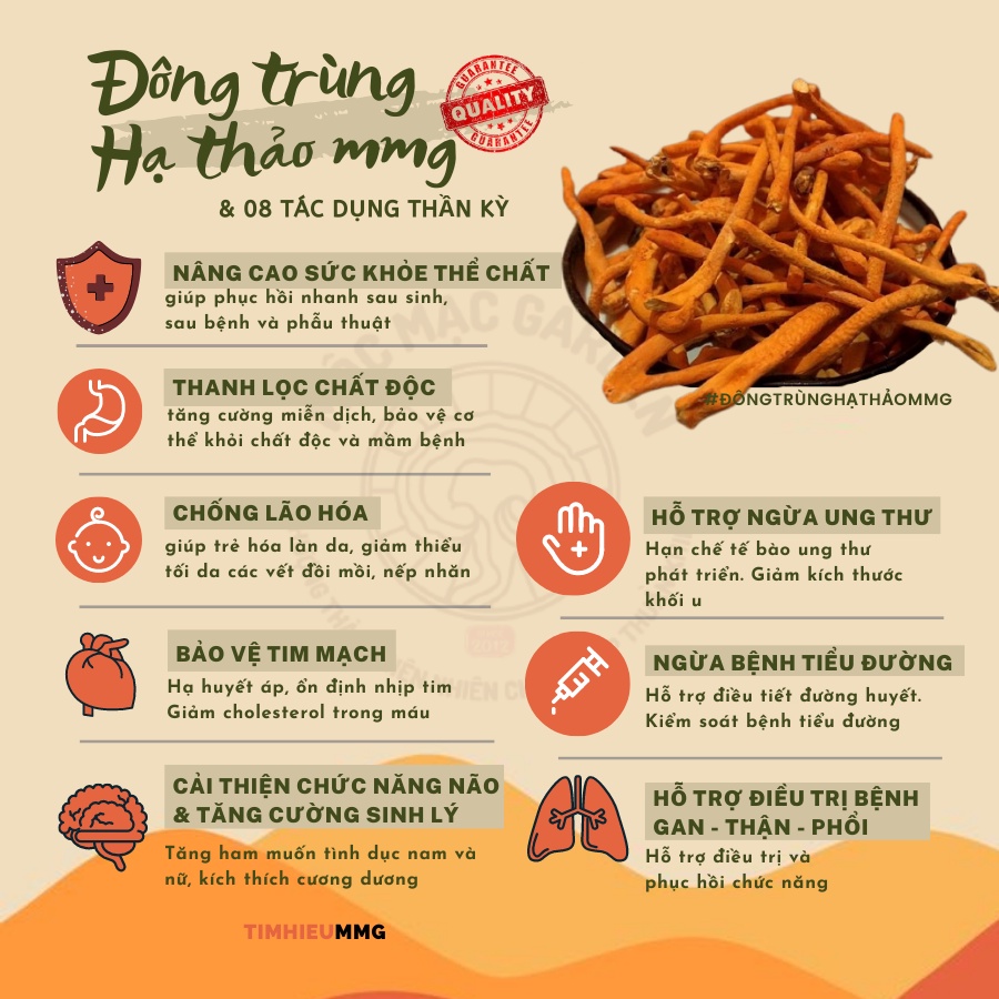 (500gr) Đế Đông Trùng Hạ Thảo MMG Thái Lát | BigBuy360 - bigbuy360.vn