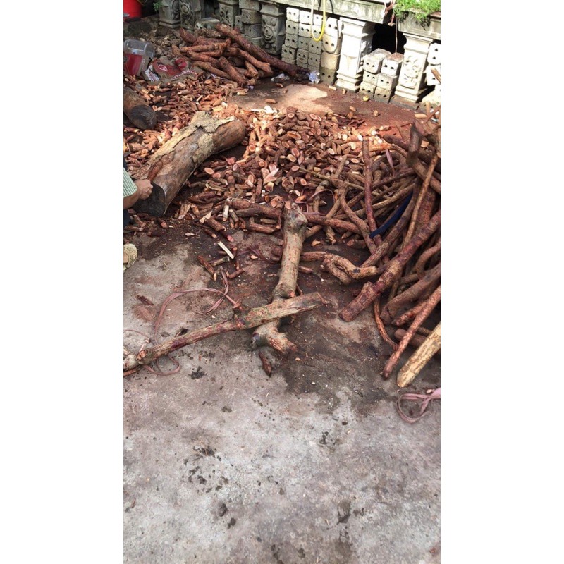 Mú Từn Thân hàng loại 1