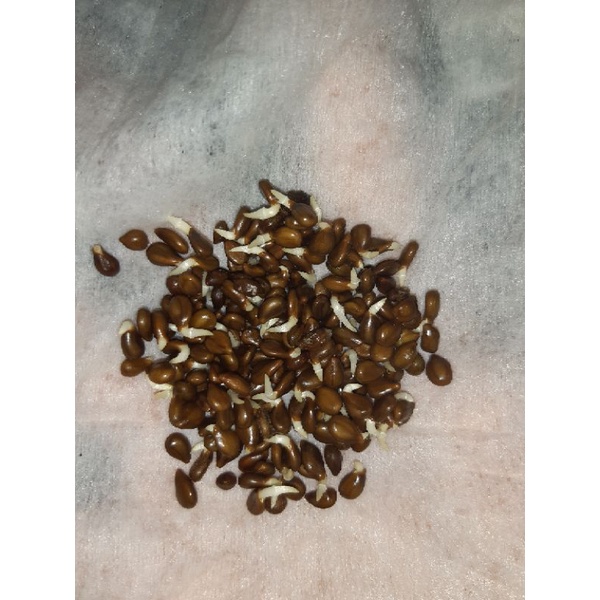 GÓI gr Hạt giống rau nhút