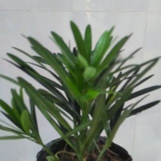 Cây vạn niên tùng