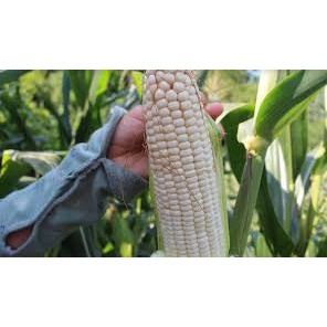 ( Gói 50 hạt ) Hạt giống ngô nếp bắp cao sản dễ trồng kháng bệnh tốt năng suất cao-Tổng kho hạt giống giá rẻ