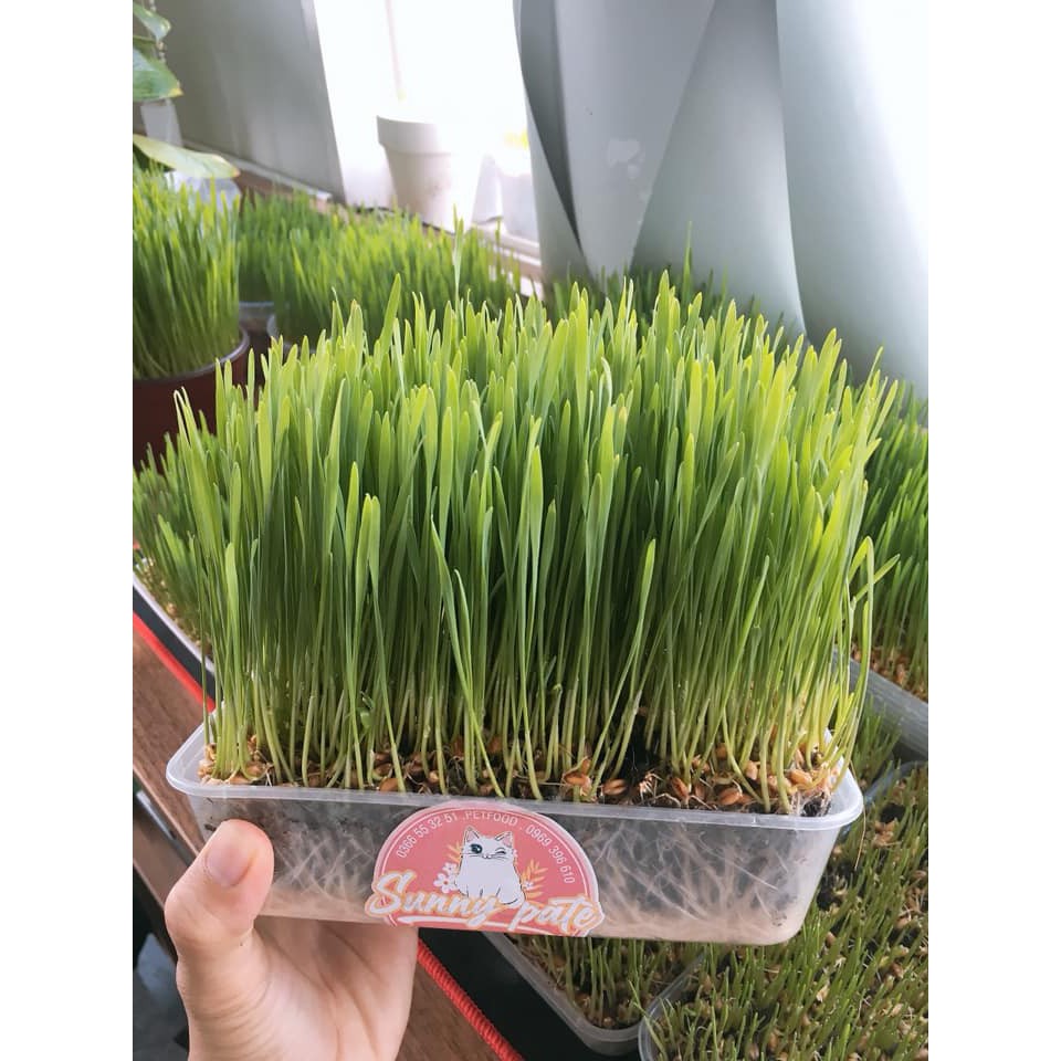 Cỏ mèo trồng sẵn
