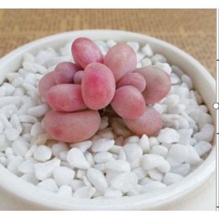 Cây sỏi hồng