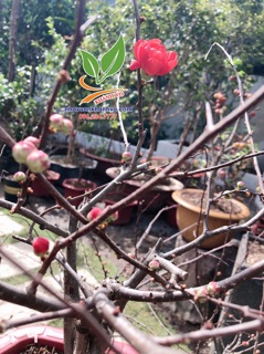 Cây mai đỏ