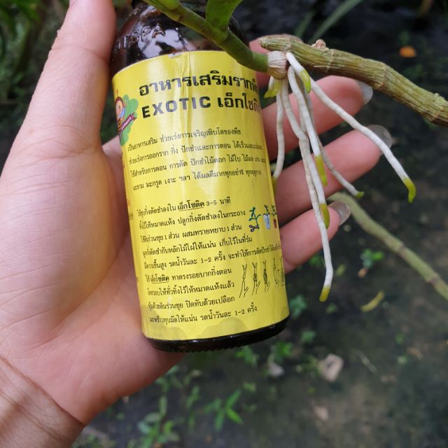 Kích rễ thái Exotic