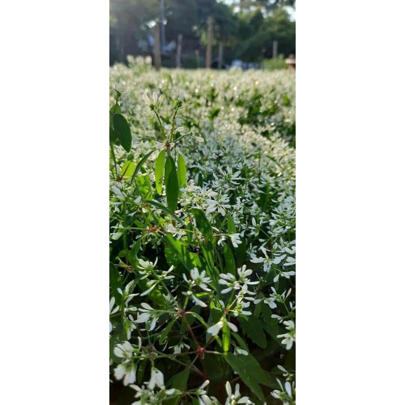 Hương Tuyết Cầu