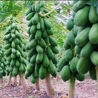 10h hạt giống đu đủ lùn trái lớn, siêu trái
