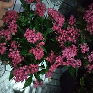 Diễm Châu ... hồng đậm