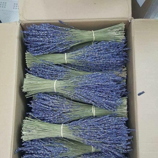 Hoa oải hương Pháp
