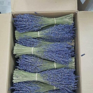 Hoa oải hương Pháp