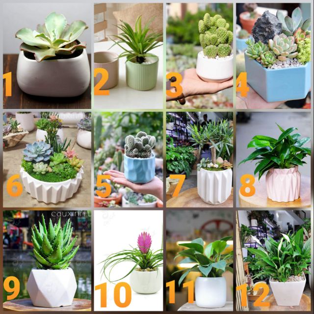 Chậu sứ trồng cây