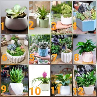 Chậu sứ trồng cây
