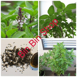 Hạt giống Rau Húng Quê Hạt giống rau gia vị ( gói 5 gram )