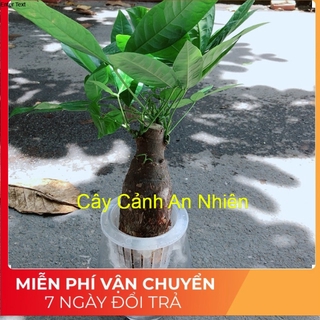 Chậu kim ngân 1 thân thuỷ sinh