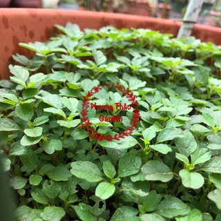 Hạt Giống Rau Dền Cơm F1