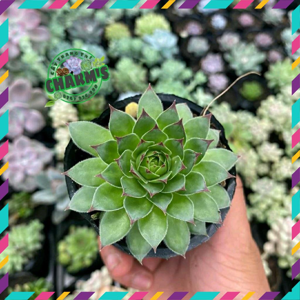 -  - Sen Đá Phật Bà size MINI cực dễ thương - ĐÃ thuần khí hậu MAYAA