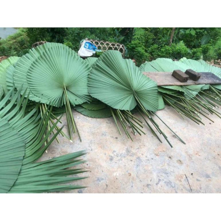 Lá cọ tự nhiên trang trí
