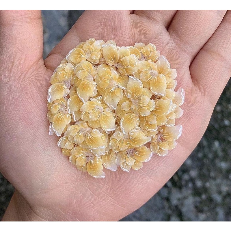 Hoa bột ẩn(giá 1 bông)