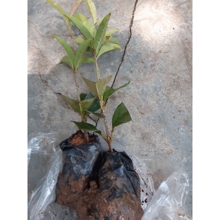 mộc hương hoa vàng hàng y hình