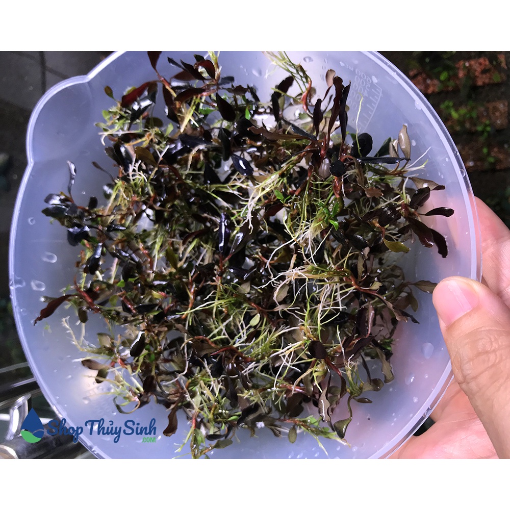 Bucep Ghost NK 2011-2012