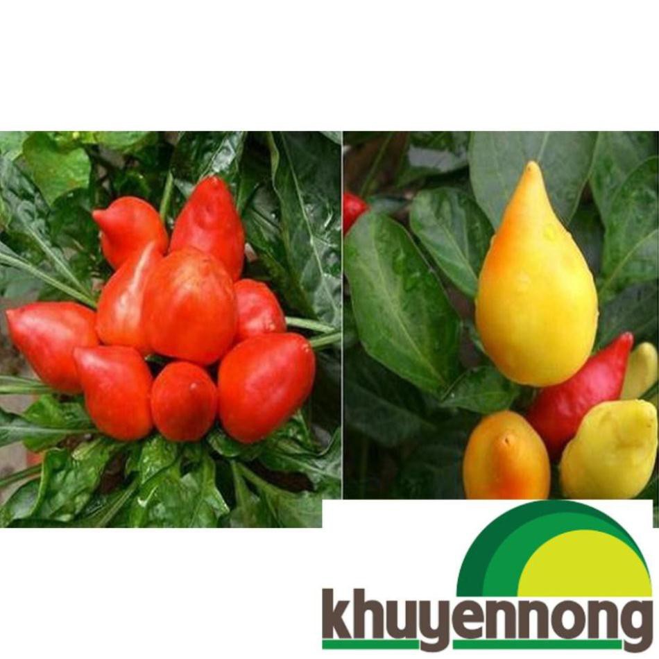20 Hạt giống ớt bàn đào mix màu