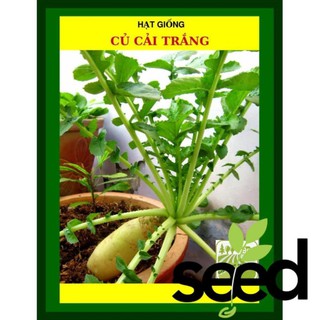 Hạt Giống Củ Cải Trắng 50 Gram