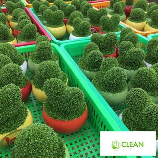 Hạt Giống Cỏ May Mắn - 100 Hạt