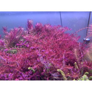 Cây Thủy Sinh Rotala Colorata