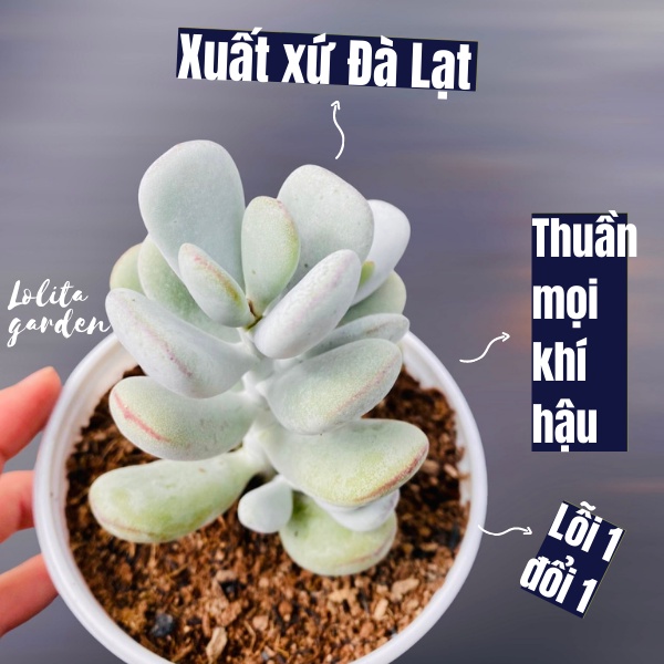 SEN ĐÁ SỎI TÍM SIZE TRUNG BÌNH, HÀNG ĐÀ LẠT, SIÊU XINH SIÊU KHỎE, LỖI 1 ĐỔI 1