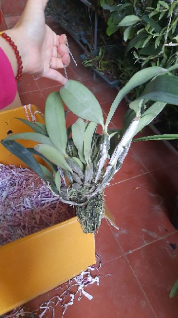 Hoa phong lan kiều tím thái