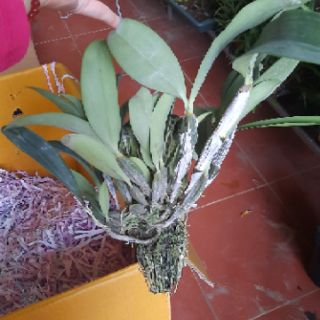 Hoa phong lan kiều tím thái