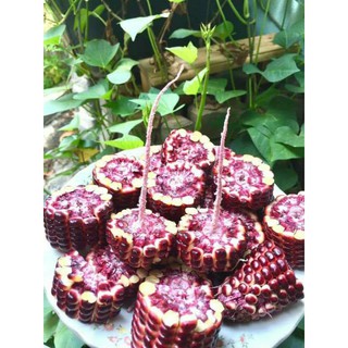 Bắp nữ hoàng