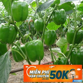 10 Hạt giống Ớt chuông mix (tặng gói kích nẩy mầm và hướng dẫn)
