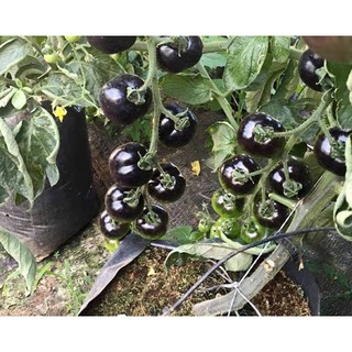 20H - HẠT GIỐNG CÀ CHUA CHERRY ĐEN